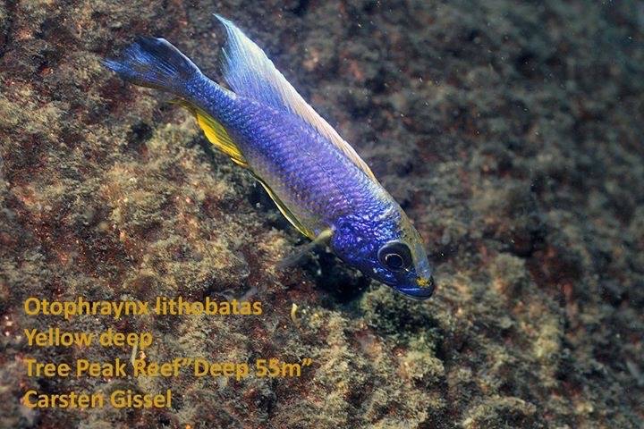 Otopharynx lithobates 'Three Peaks Reef'